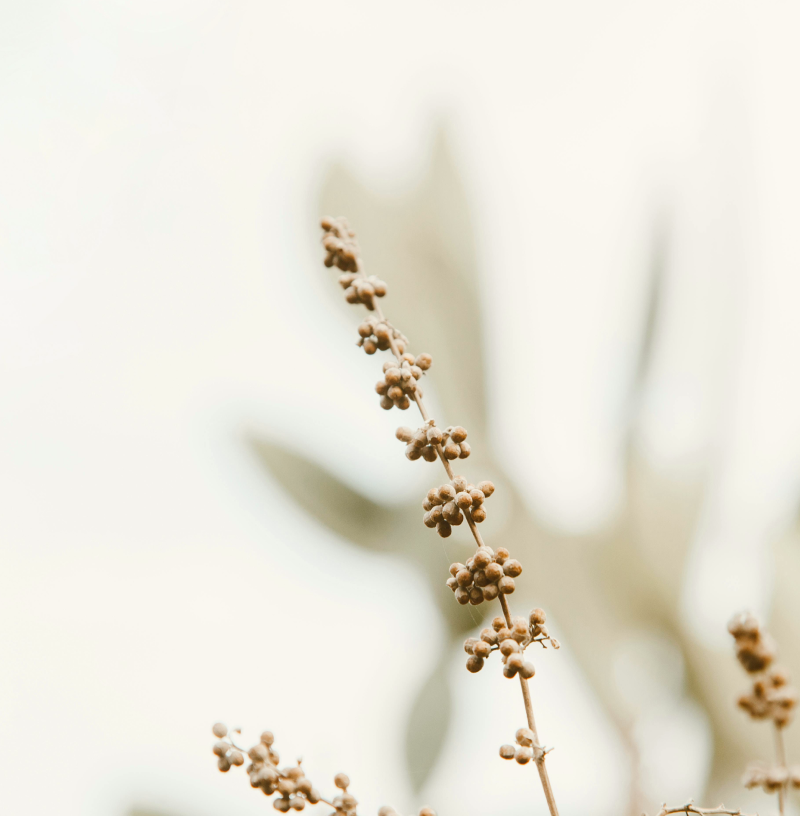 Ovarian Reserve Snapshot